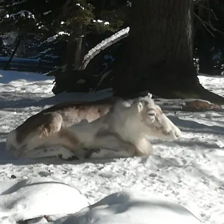 Apartman Weitlaner Birgit