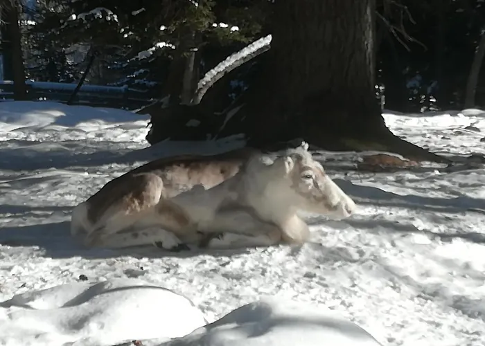 Lejlighed Weitlaner Birgit